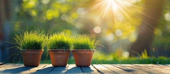 Poster - Outdoor shot of wheatgrass in color garden pots against a sunny day backdrop with a natural background providing ample copy space image