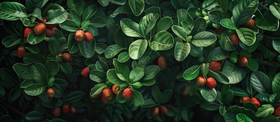 Poster - A tree with jujube fruits surrounded by green leaves in a copy space image