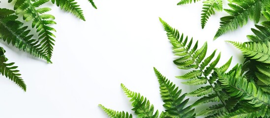 Poster - Fresh fern ready for culinary use with copy space image