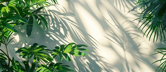 Aufkleber - Nature s tropical leaves cast shadows and light on a white wall background creating a shadow overlay effect for a background wallpaper with a copy space image