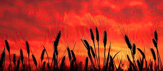 Poster - Cereal ears silhouettes stand out against a red sunset sky creating a distinctive concept with ample copy space for customization