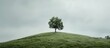 © Gular - A single leafy tree standing on a grass covered hill with an overcast sky as a backdrop in the copy space image