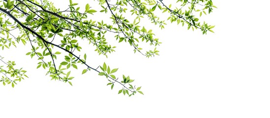 Fototapete - Green tree branches isolated on white backdrop with copy space image