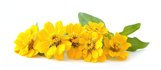 Aufkleber - Yellow zinnia flowers in bloom arranged as a bouquet Set against a white background for a clear copy space image