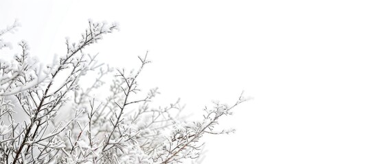 Poster - Snow covered plants and frozen branches on a winter landscape wallpaper with a white background perfect for adding text or graphics with copy space image