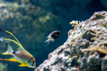 fish, coral, invertebrate in aquarium