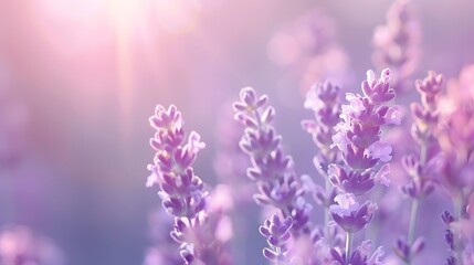 lavender empty background with smooth hues. 32k, full ultra hd, high resolutio