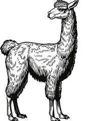 Wall Mural - Black and White Llama Illustration