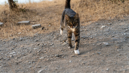 cute cat walking in the seaside park