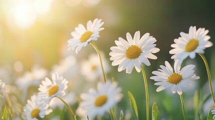 Poster - Sunlit Daisies in a Meadow