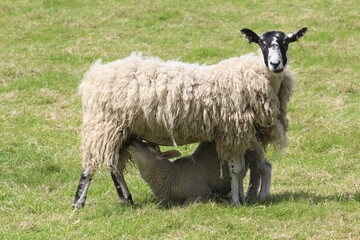 A lamb suckering milk form its mother in a field in Yorkshire in summer 