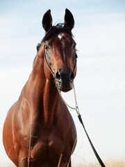 portrait of beautiful  bay sportive stallion posing in summer evening field. close up