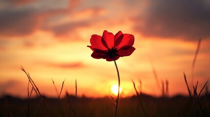 Canvas Print - Red flower in a field at sunset