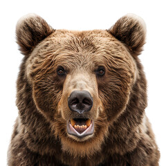 Wall Mural - Close-up face of Grizzly bear isolated on transparent background