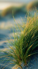 Wall Mural - A small patch of grass is growing on a sandy beach. The grass is green and brown, and it is surrounded by sand. The image has a peaceful and calming mood, as the grass is growing in a natural setting