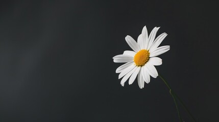 Canvas Print - Single Daisy Against a Dark Background