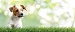 © Inlovehem - Adorable dog with brown spots sitting on green grass with a blurred background of trees and sunlight, looking cute and attentive.