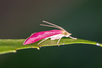 Poster - macro of a bug