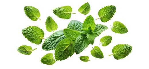 Falling mint leaves spearmint isolated on a white background