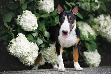 Sticker - cute miniature bull terrier puppy standing next to a blooming white hydrangea outdoors in summer