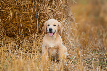 Wall Mural - dog puppy golden retriever in wheat field at sunset