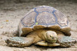 © pumppump - Close up head Sulcata tortoise in the garden at thailand