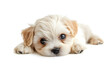 © Oksana_Latysheva - White Maltese Bichon puppy sitting looking at camera, isolated on all white background