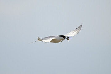 Wall Mural - Brandseeschwalbe mit erbeutetem Fisch im Schnabel // Sandwich tern with fish as prey (Thalasseus sandvicensis) 