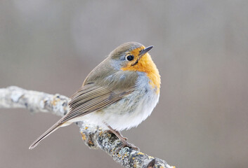 Wall Mural - European robin (erithacus rubecula) sitting on a branch in spring.	
