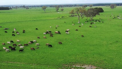 Wall Mural - 
beautiful cattle in Australia  eating grass, grazing on pasture. Herd of cows free range beef being regenerative raised on an agricultural farm. Sustainable farming 
