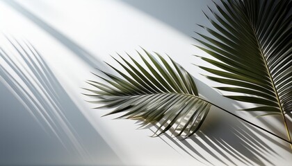 Poster - Shadow of palm tree leaves cast on a white surface, creating a tropical touch against a clear background.