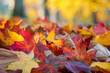 © KirKam - Close-up of a colorful assortment of fallen autumn leaves, highlighting the vibrant hues of the fall season.