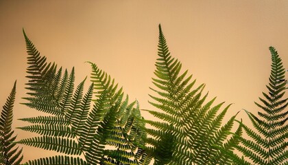 Poster - A close-up photo of green fern silhouettes on a tan background, with a vintage feel