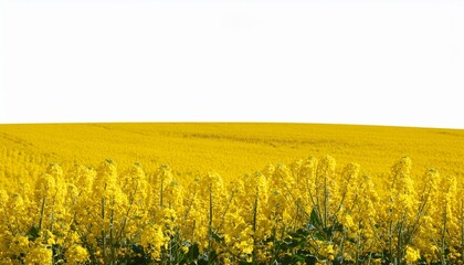 canola isolated rapeseed plant colza rapeseed for green energy