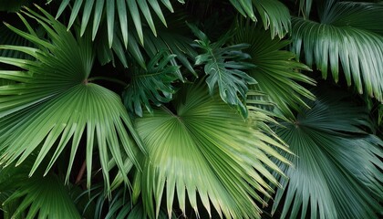 Wall Mural - modern tropical background jungle plants nature backdrop summer palm leaves wallpaper