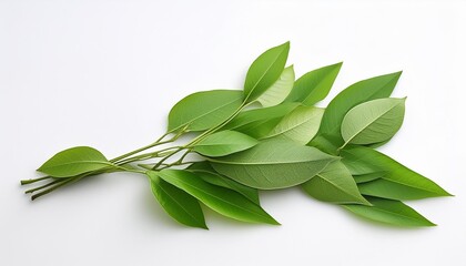 Wall Mural - a bunch of green leaves on a white surface