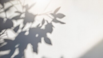 Wall Mural - the shadow of a plant on the wall blurred light shadow from a branch of tropical flowers on a sunny white wall on a clear day overlay effect background