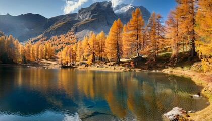 Wall Mural - larch trees in autumn on shore of lai da palquogna albula pass grisons switzerland