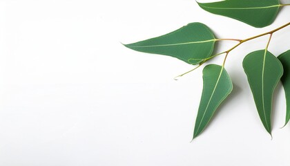 Wall Mural - eucalyptus leaves branch eucalyptus tree nature background