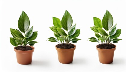 plant in pot isolated on white