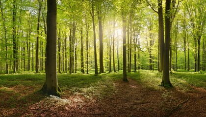 extra wide panorama of an amazing scenic forest with fresh green beech trees and the sun casting its rays of light through the foliage