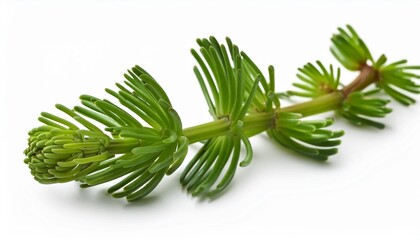 lycopodium lycopodium clavatum isolatetd on a white background