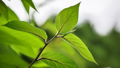 Wall Mural - close up of stem and leaves of japanese knotweed reynoutria japonica which is an invasive non native species of plant