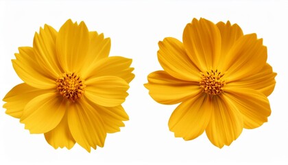 isolated yellow flower cosmos bloom on white