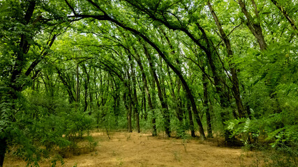 Lush green forest with curved trees on a sunny day, representing tranquility and nature conservation