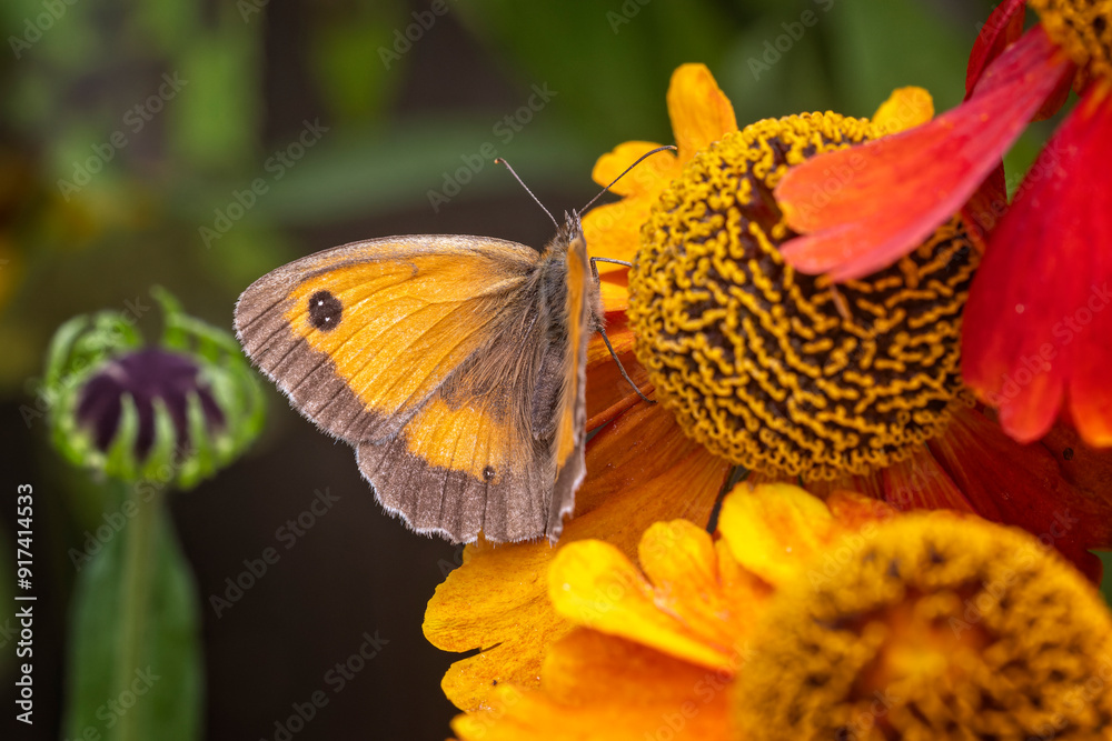 Overhead view of golden coloured Gatekeeper or Hedge Brown butterfly ...