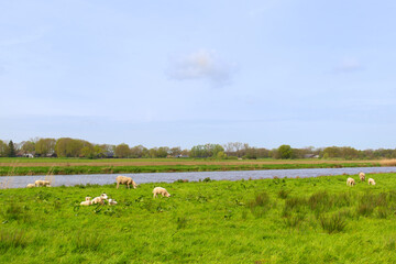 Wall Mural - Sheep at the Overijsselse vecht