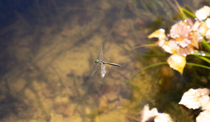 Flying dragonfly brilliant emerald, somatochlora metallica. Flying dragonfly over a pond.