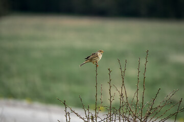 close-up of a corn bunting (Emberiza calandra) perched on top of a bush