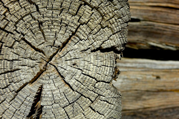 Poster - Close-up of Cracked Tree Bark Texture From a Wooden House in Natural Light